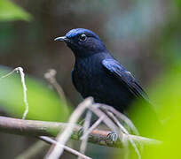 White-tailed Robin