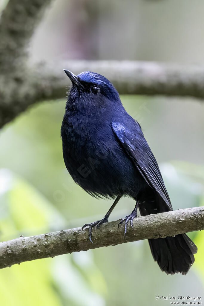 White-tailed Robinadult