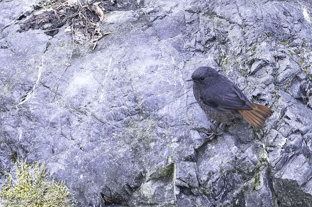 Luzon Water Redstartjuvenile