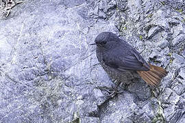 Luzon Water Redstart