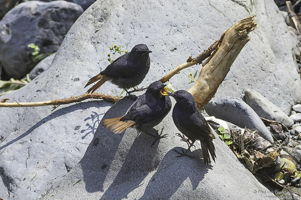 Luzon Water Redstart