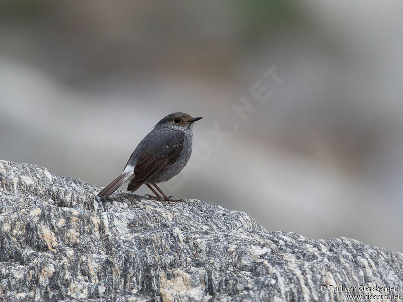 Plumbeous Water Redstart