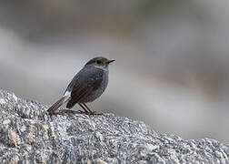 Plumbeous Water Redstart