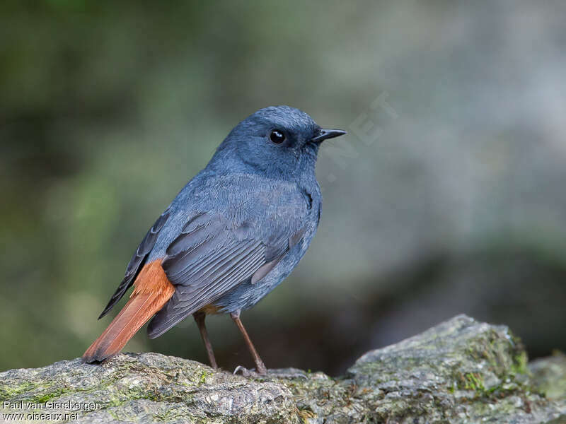 Plumbeous Water Redstart male adult, pigmentation