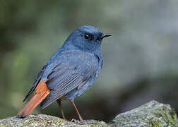 Plumbeous Water Redstart