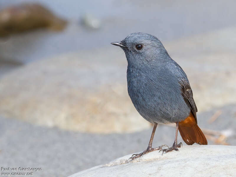 Plumbeous Water Redstart male adult, close-up portrait