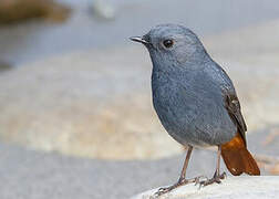 Plumbeous Water Redstart