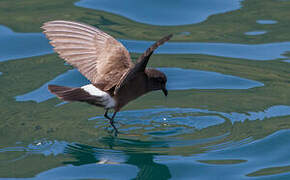 Elliot's Storm Petrel