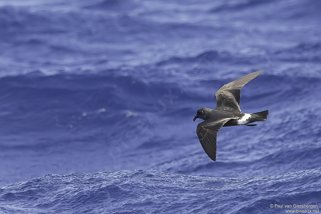 Band-rumped Storm Petrel