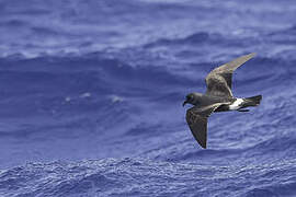 Band-rumped Storm Petrel