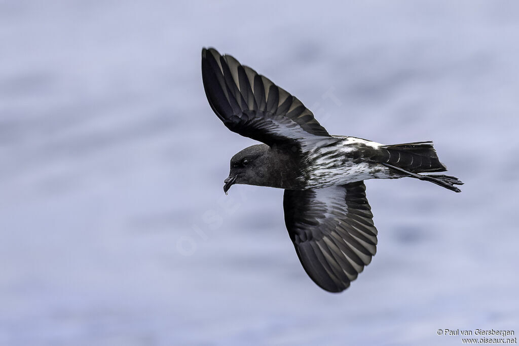 New Zealand Storm Petreladult