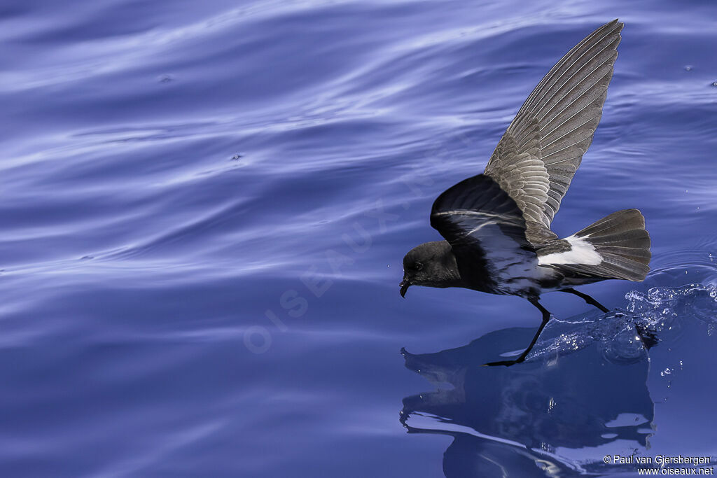 New Zealand Storm Petreladult