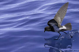 New Zealand Storm Petrel