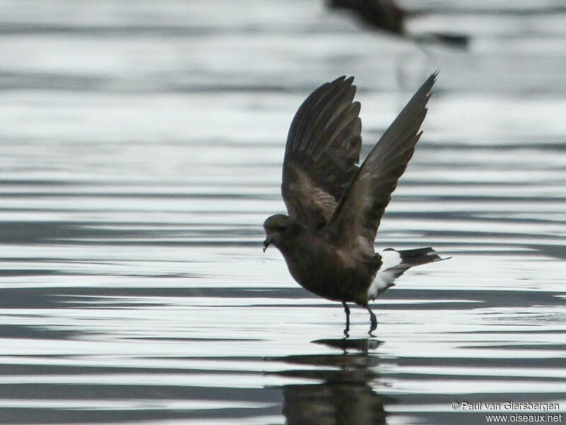 Wilson's Storm Petreladult