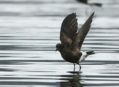 Wilson's Storm Petrel