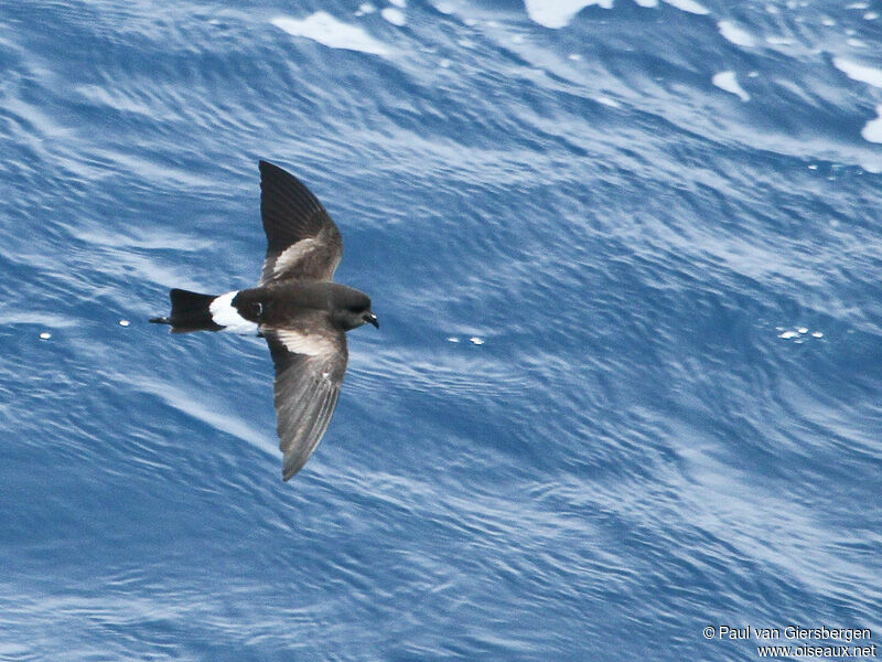 Wilson's Storm Petrel