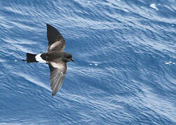 Wilson's Storm Petrel