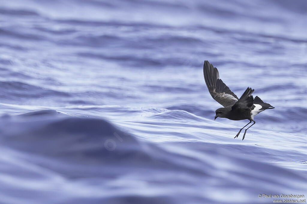 Wilson's Storm Petreladult