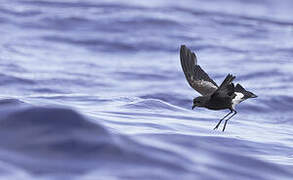 Wilson's Storm Petrel