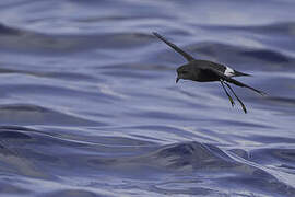 Wilson's Storm Petrel