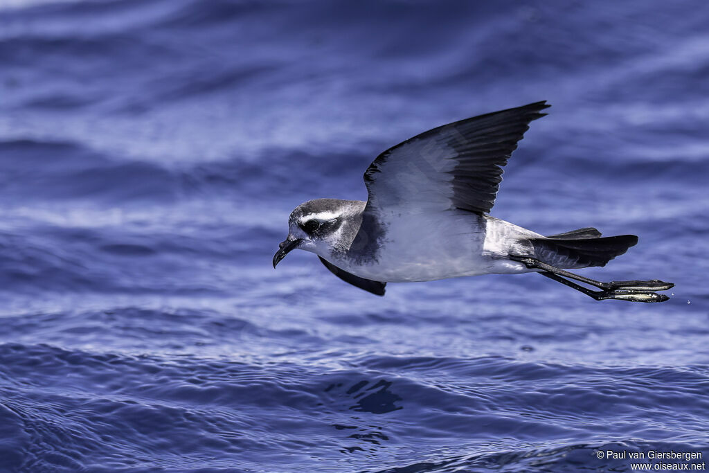 White-faced Storm Petreladult