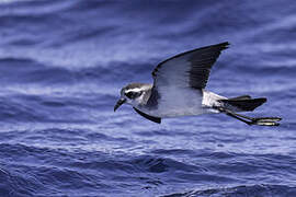 White-faced Storm Petrel