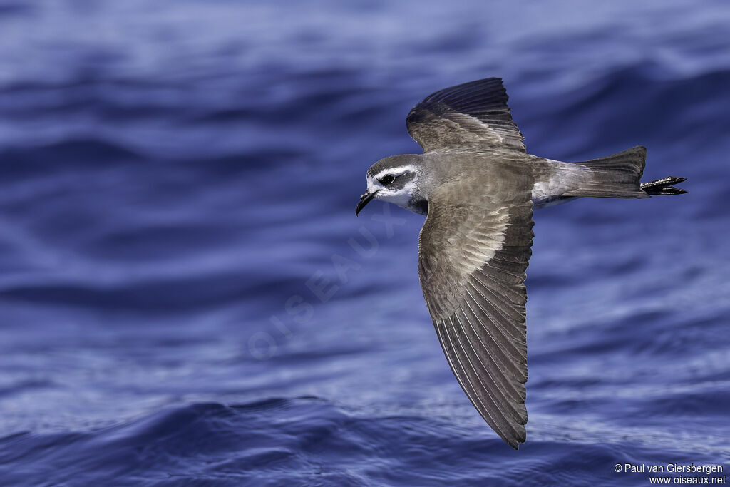 White-faced Storm Petreladult