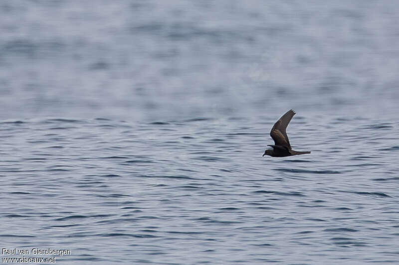 Black Storm Petreladult, identification