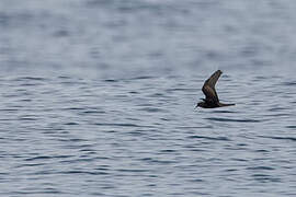 Black Storm Petrel