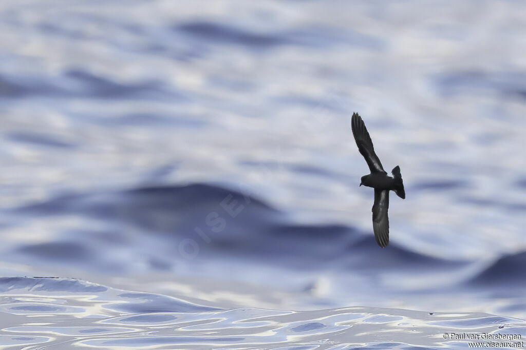 European Storm Petreladult