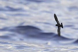 European Storm Petrel