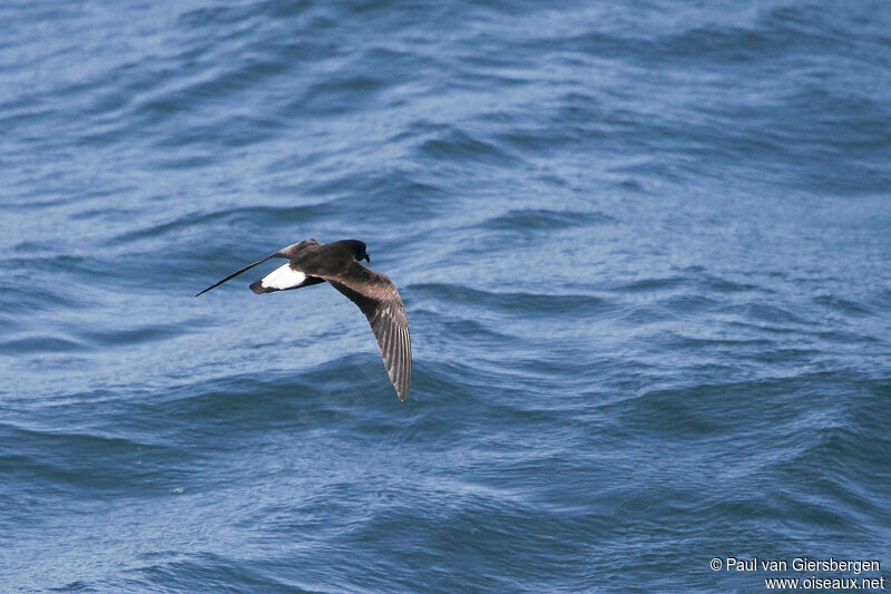 Wedge-rumped Storm Petreladult