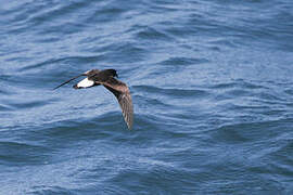 Wedge-rumped Storm Petrel