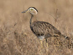 Double-striped Thick-knee