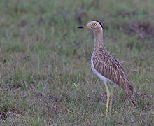 Double-striped Thick-knee