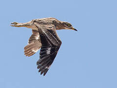 Eurasian Stone-curlew