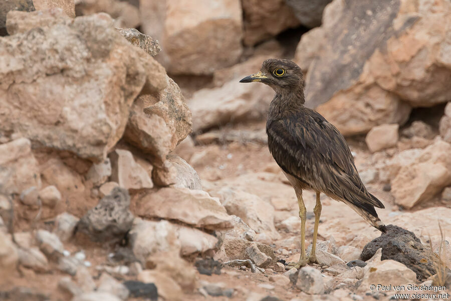 Eurasian Stone-curlewadult