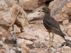 Eurasian Stone-curlew