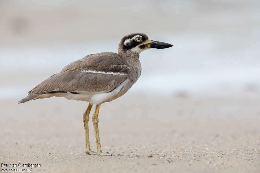 Beach Stone-curlewadult, identification