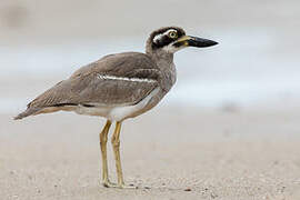 Beach Stone-curlew