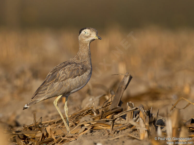 Peruvian Thick-knee