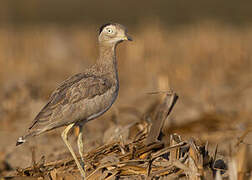 Peruvian Thick-knee