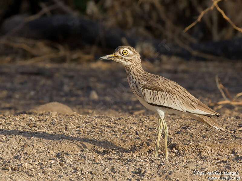 Senegal Thick-knee