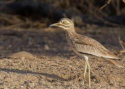 Senegal Thick-knee