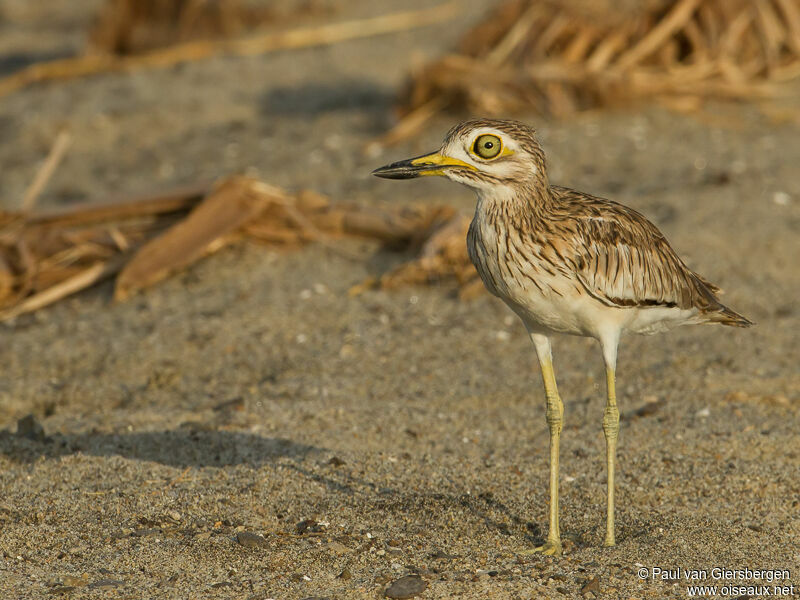 Senegal Thick-knee