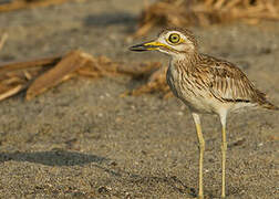 Senegal Thick-knee