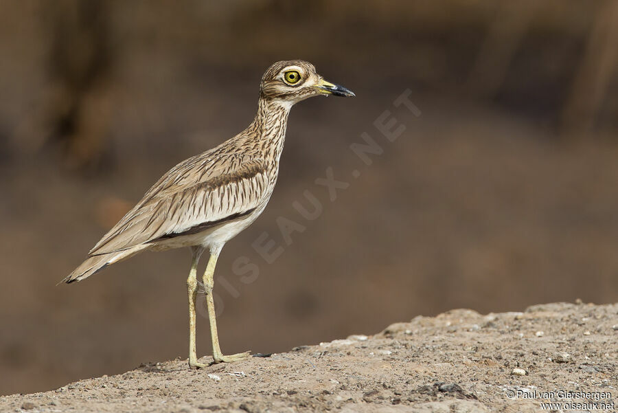 Senegal Thick-knee