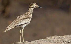 Senegal Thick-knee