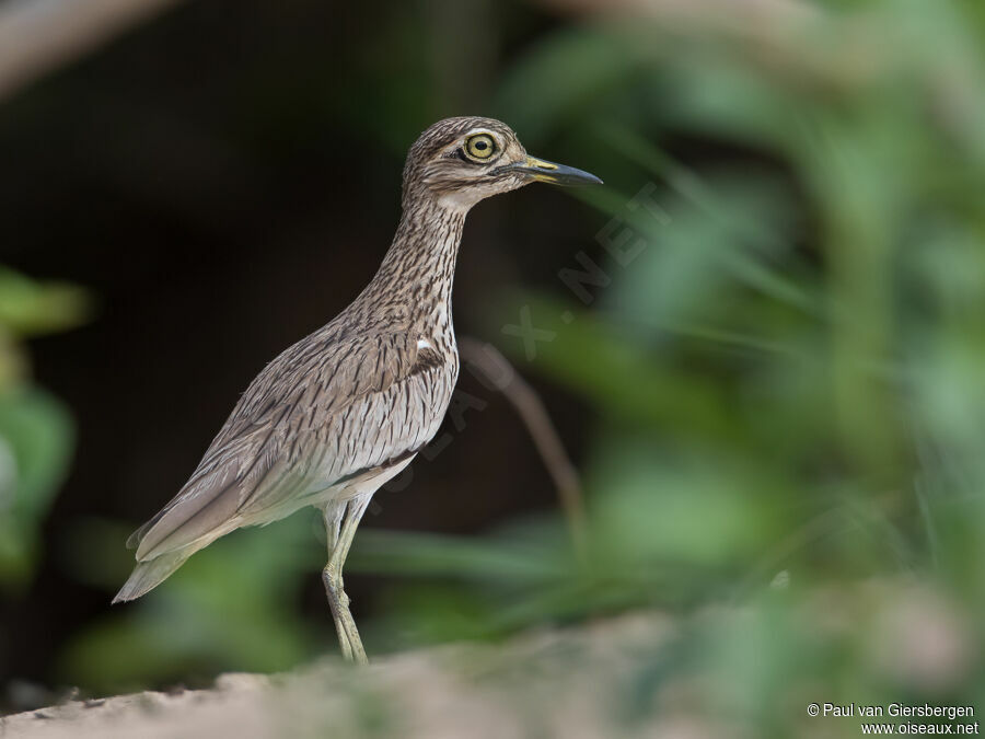 Senegal Thick-kneeadult