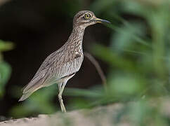 Senegal Thick-knee